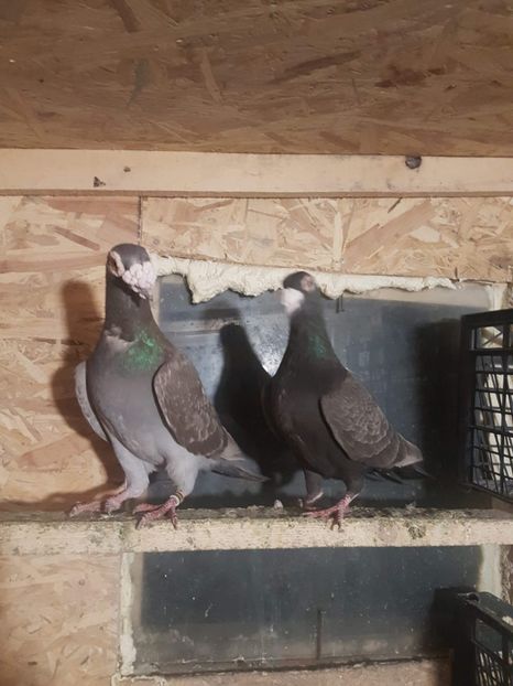 received_613266935706491 - Poze noi 14 august 2018