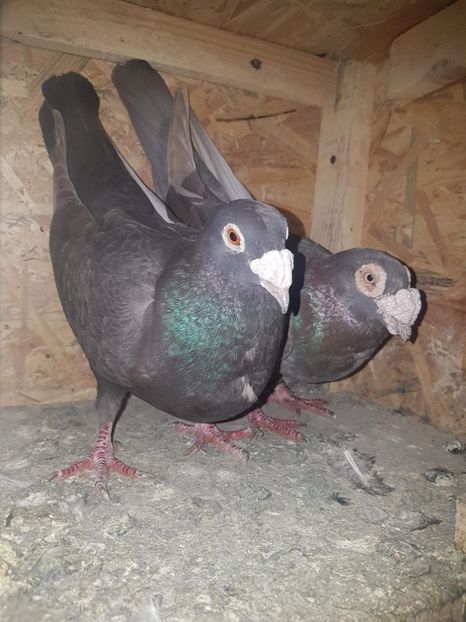 received_613641715669013 - Poze noi 14 august 2018