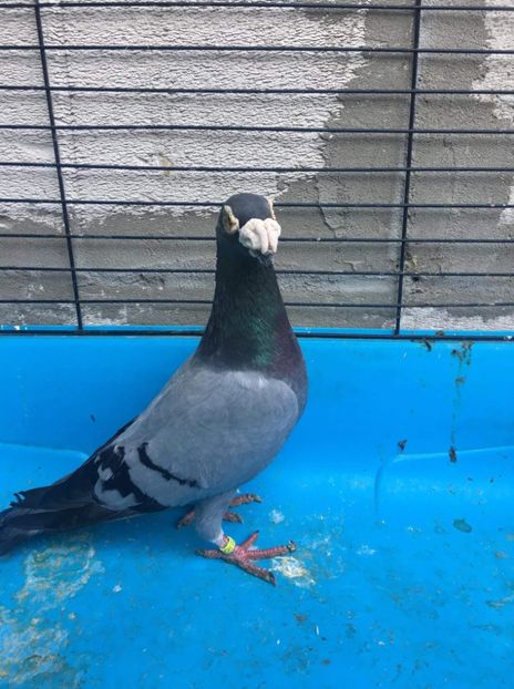 received_629003027466215 - Poze noi 14 august 2018