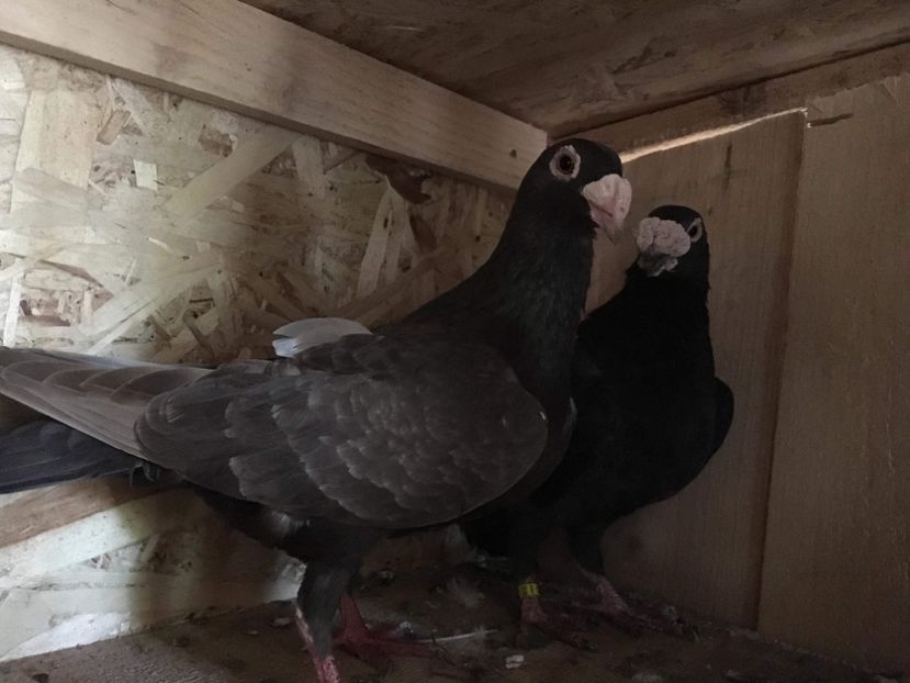 received_652123175154200 - Poze noi 14 august 2018