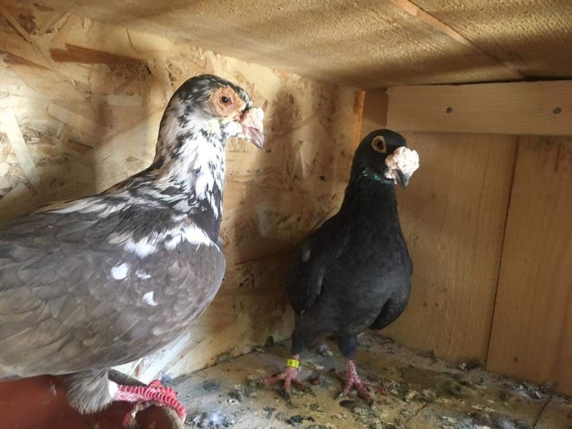 received_657742704592247 - Poze noi 14 august 2018