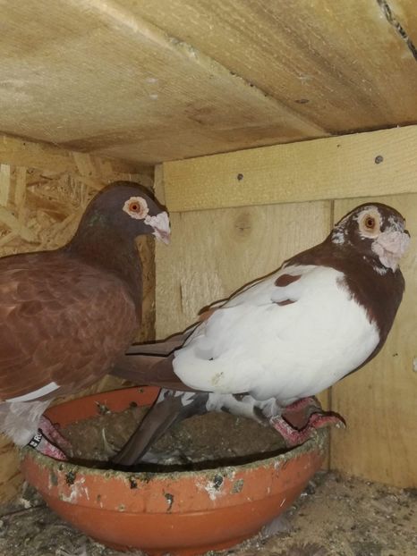 received_673500663016451 - Poze noi 14 august 2018