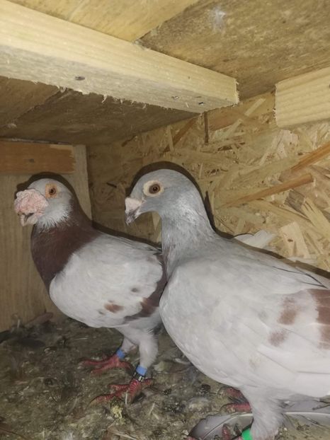 received_673682572998260 - Poze noi 14 august 2018