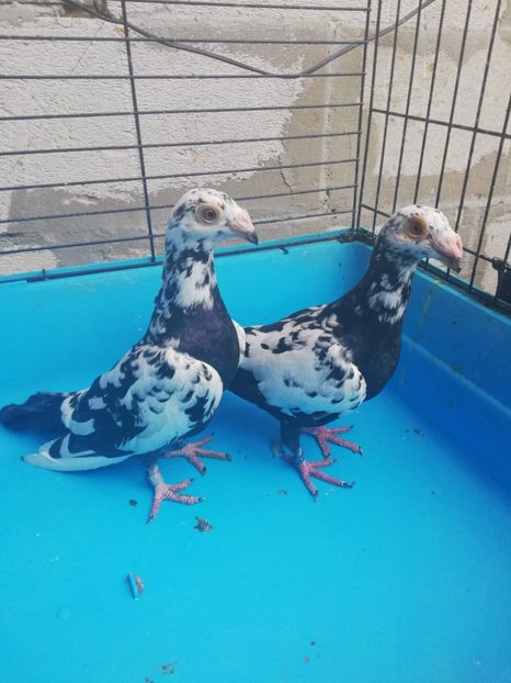 received_674502289582955 - Poze noi 14 august 2018