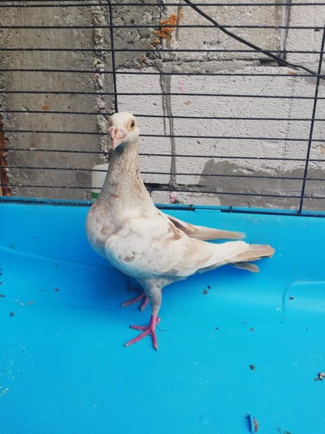 received_674513176248533 - Poze noi 14 august 2018