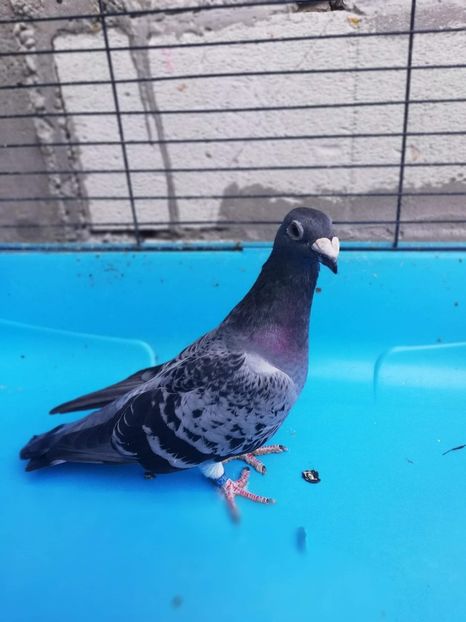 received_453705755110622 - Poze noi 14 august 2018