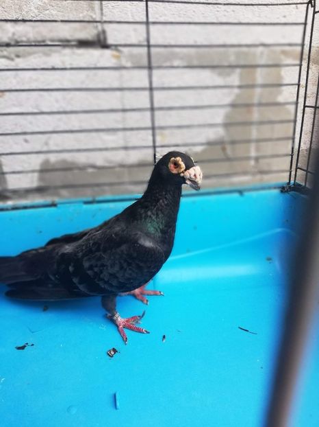 received_233802097159277 - Poze noi 14 august 2018