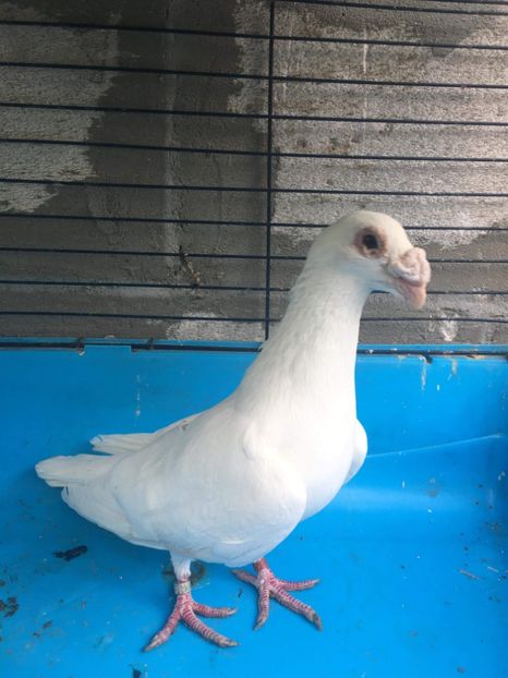 received_625500374483147 - Poze noi 14 august 2018