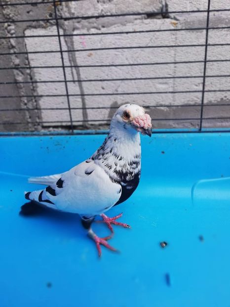 received_383299415531435 - Poze noi 14 august 2018