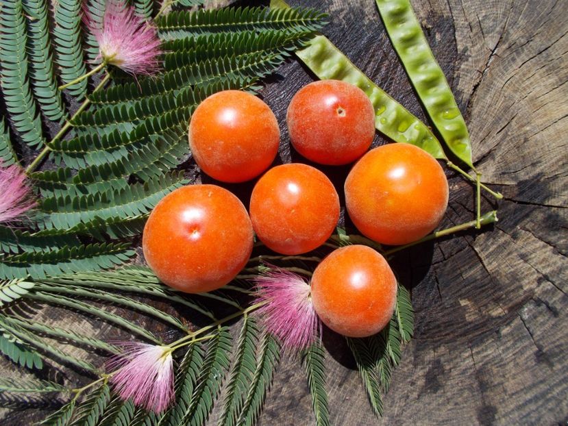  - SEMINTE ROSII CU PUF- ALBERTA GIRL KLEBRIG