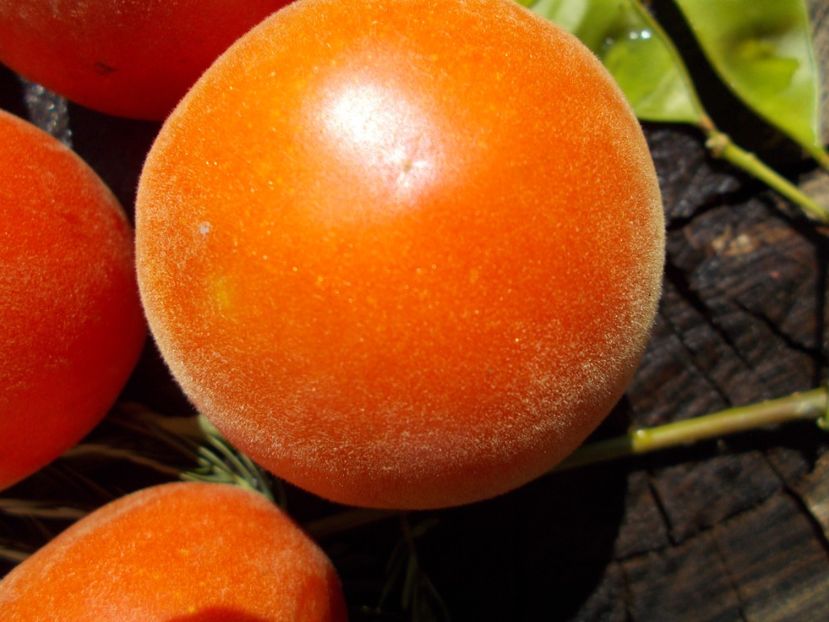  - SEMINTE ROSII CU PUF- ALBERTA GIRL KLEBRIG