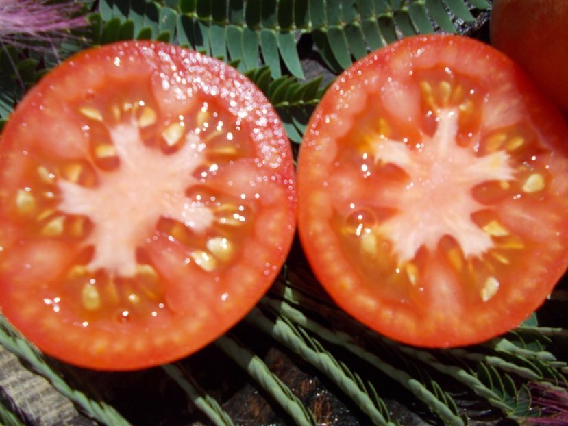  - SEMINTE ROSII CU PUF- ALBERTA GIRL KLEBRIG