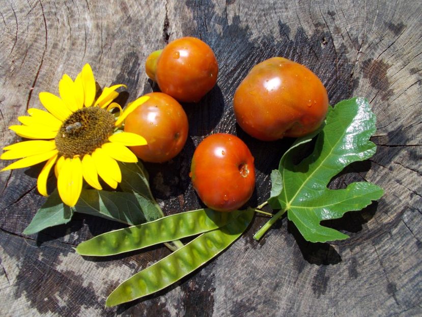  - SEMINTE ROSII - BLACK PEAR