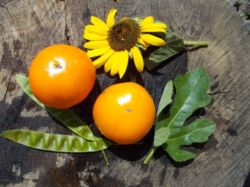  - SEMINTE ROSII - GOLDEN JUBILEE