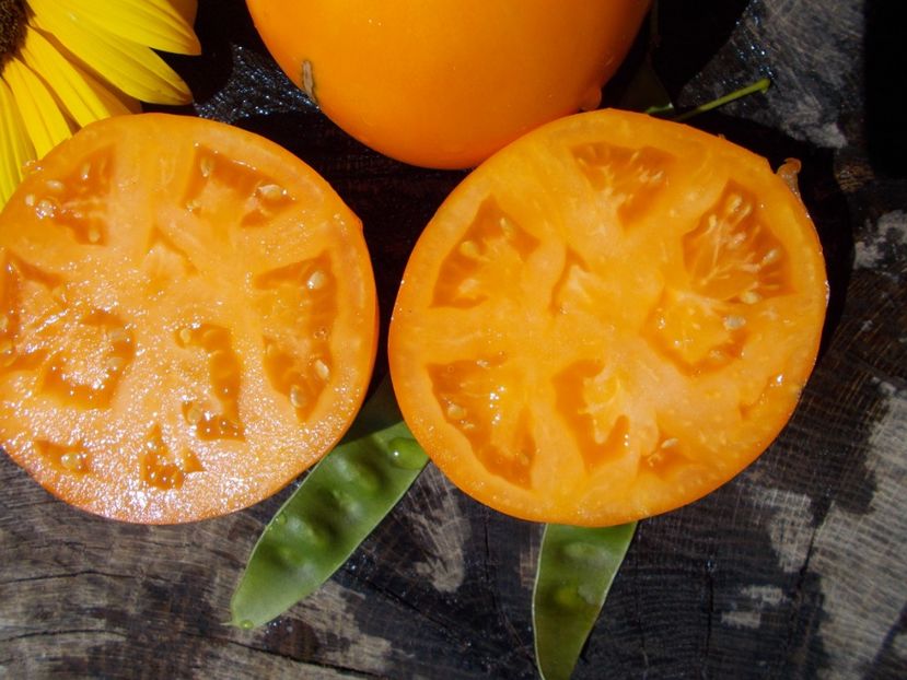  - SEMINTE ROSII - GOLDEN JUBILEE