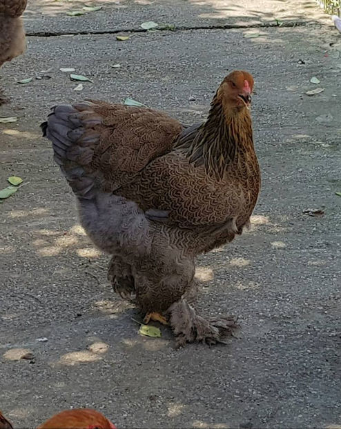  - a__Pui si tineret brahma 2018