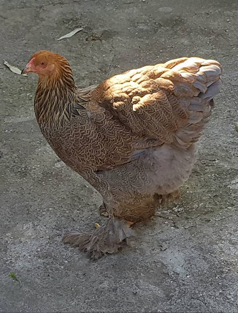  - a__Pui si tineret brahma 2018