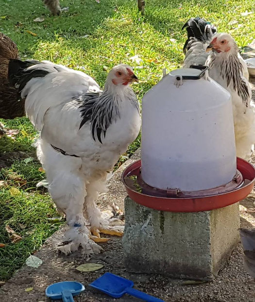  - a__Pui si tineret brahma 2018