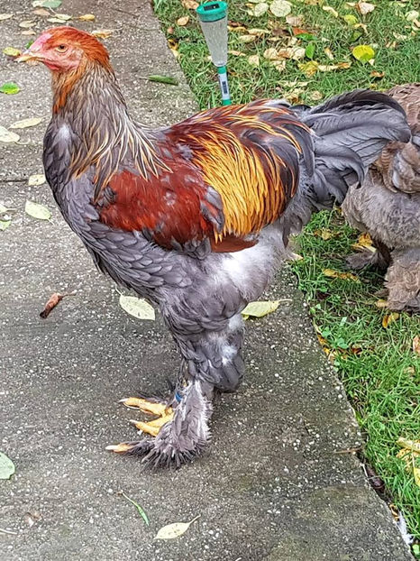  - a__Pui si tineret brahma 2018