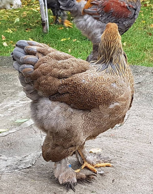  - a__Pui si tineret brahma 2018