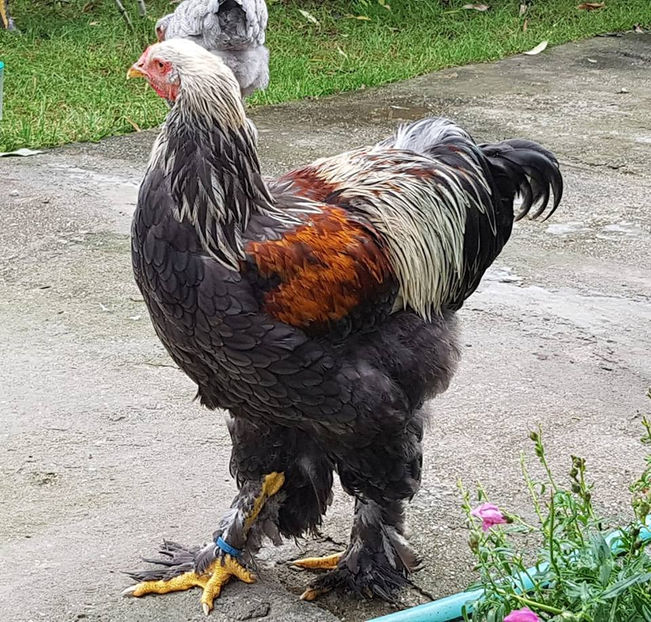  - a__Pui si tineret brahma 2018