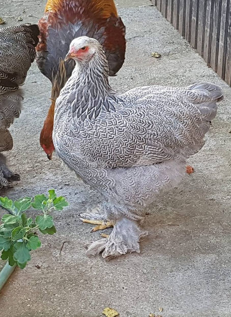  - a__Pui si tineret brahma 2018