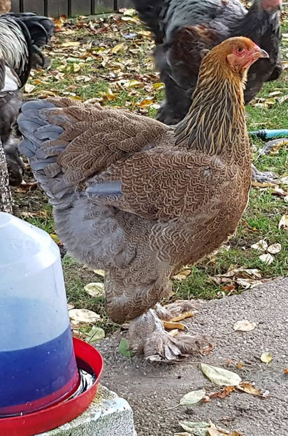  - a__Pui si tineret brahma 2018