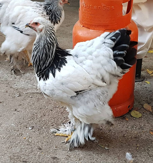  - a__Pui si tineret brahma 2018