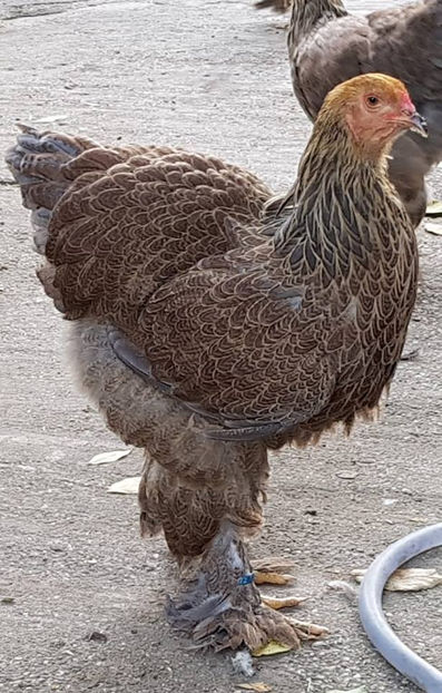  - a__Pui si tineret brahma 2018