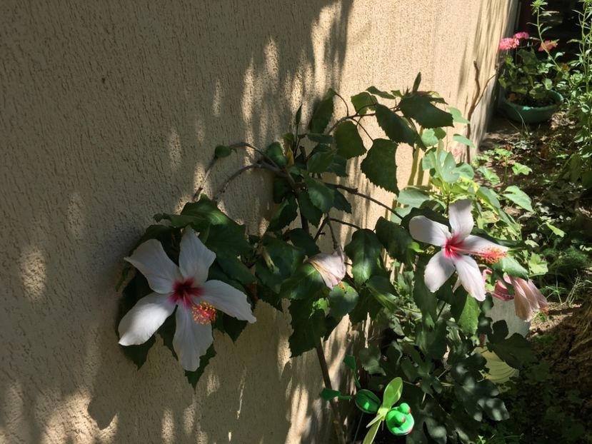  - Apple Blossom sau Natal
