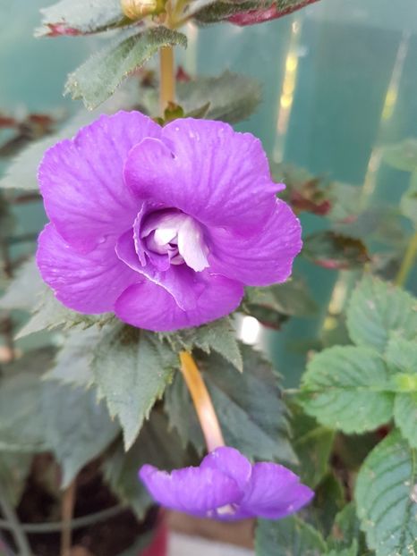 Vie en blue - achimenes 2018