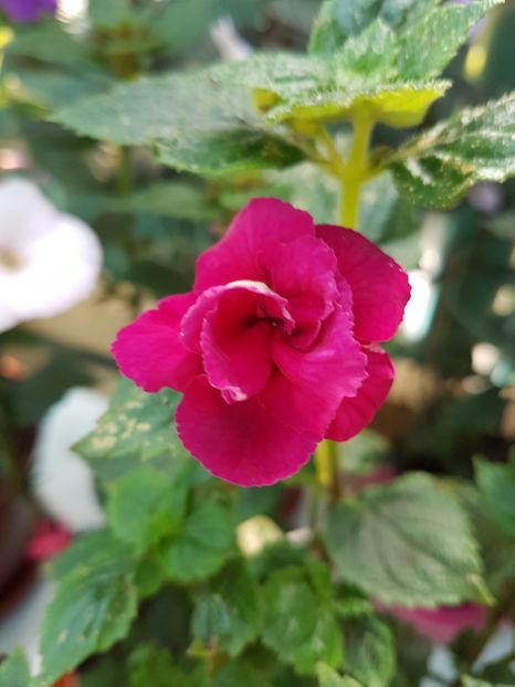  - achimenes 2018