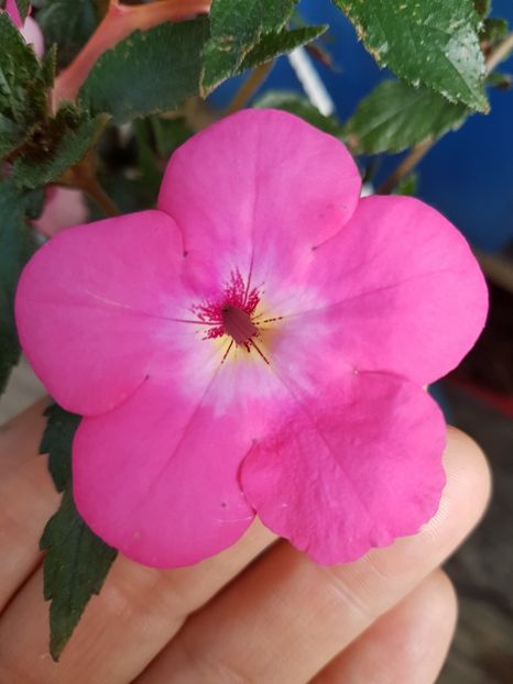  - achimenes 2018