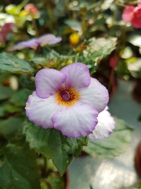  - achimenes 2018