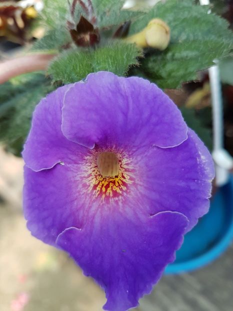  - achimenes 2018