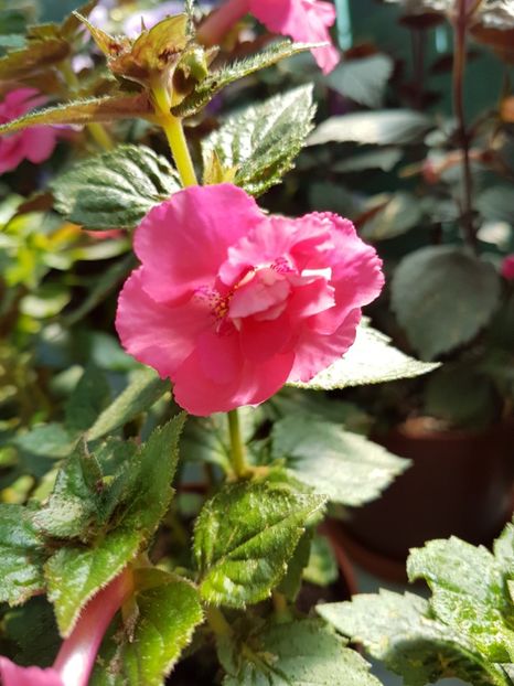  - achimenes 2018
