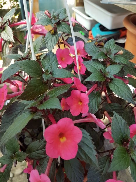  - achimenes 2018