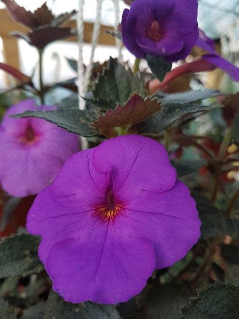  - achimenes 2018