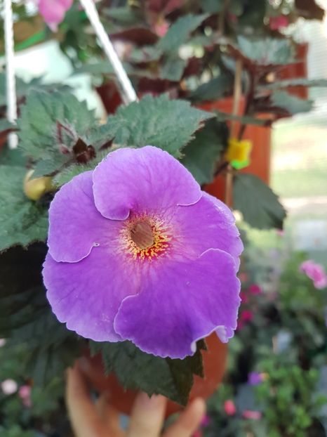 Arletta blue - achimenes 2018