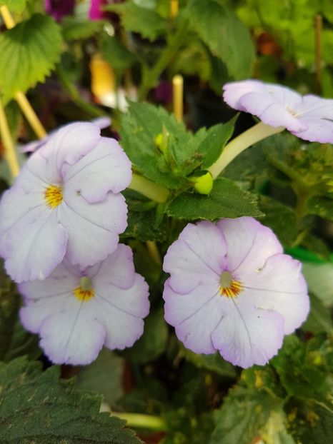  - achimenes 2018