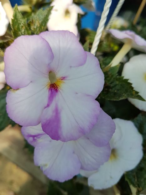  - achimenes 2018
