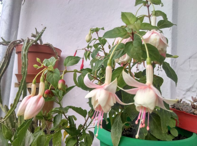  - Plante la epurare 2018