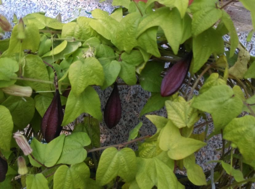  - Plante la epurare 2018