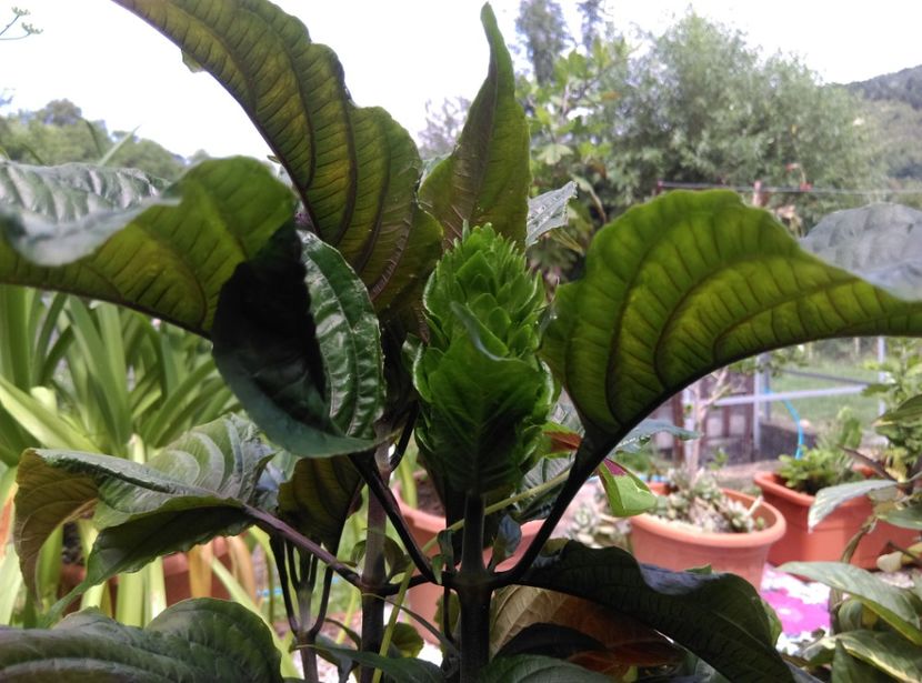  - Plante la epurare 2018