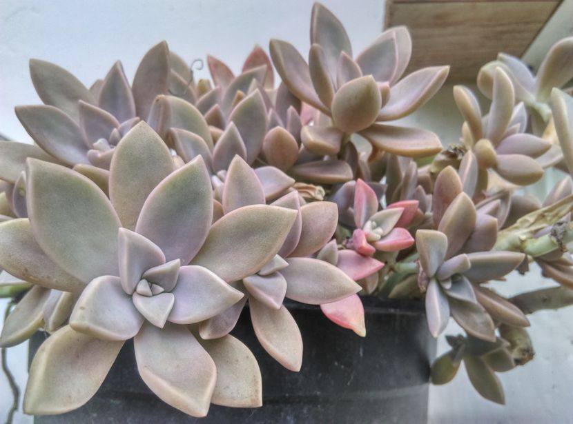  - Plante la epurare 2018