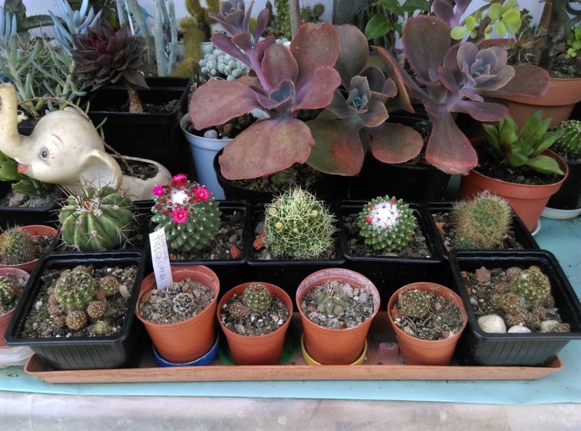  - Plante la epurare 2018