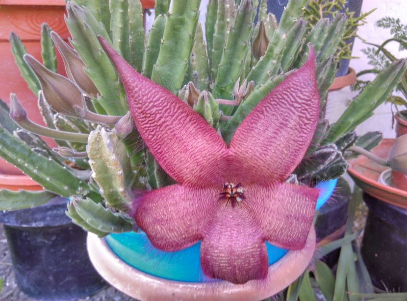  - Plante la epurare 2018