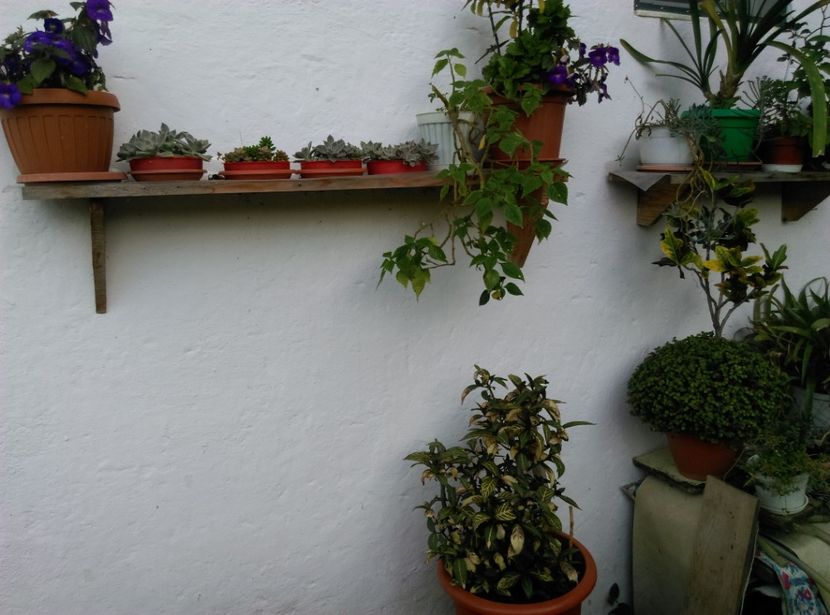  - Plante la epurare 2018