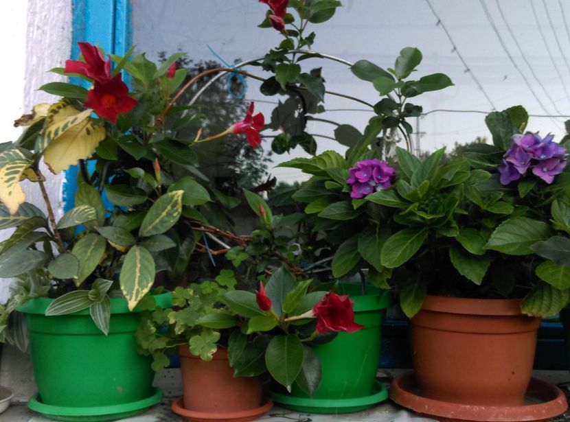  - Plante la epurare 2018