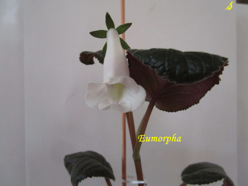 Eumorpha(15-08-2018) - Sinningii 2018